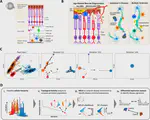 Single-Cell Analysis Reveals Inflammatory Interactions Driving Macular Degeneration