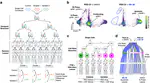 Trellis tree-based analysis reveals stromal regulation of patient-derived organoid drug responses